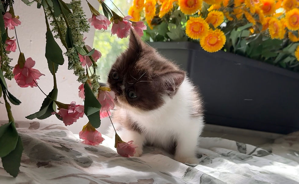 Thumbnail: #ESH63143 Exotic Shorthair Boy, chocolate & white born 4/3/26