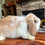 Thumbnail: #HL51020 Holland Lop boy , broken orange blue eyes, born 8/14/25