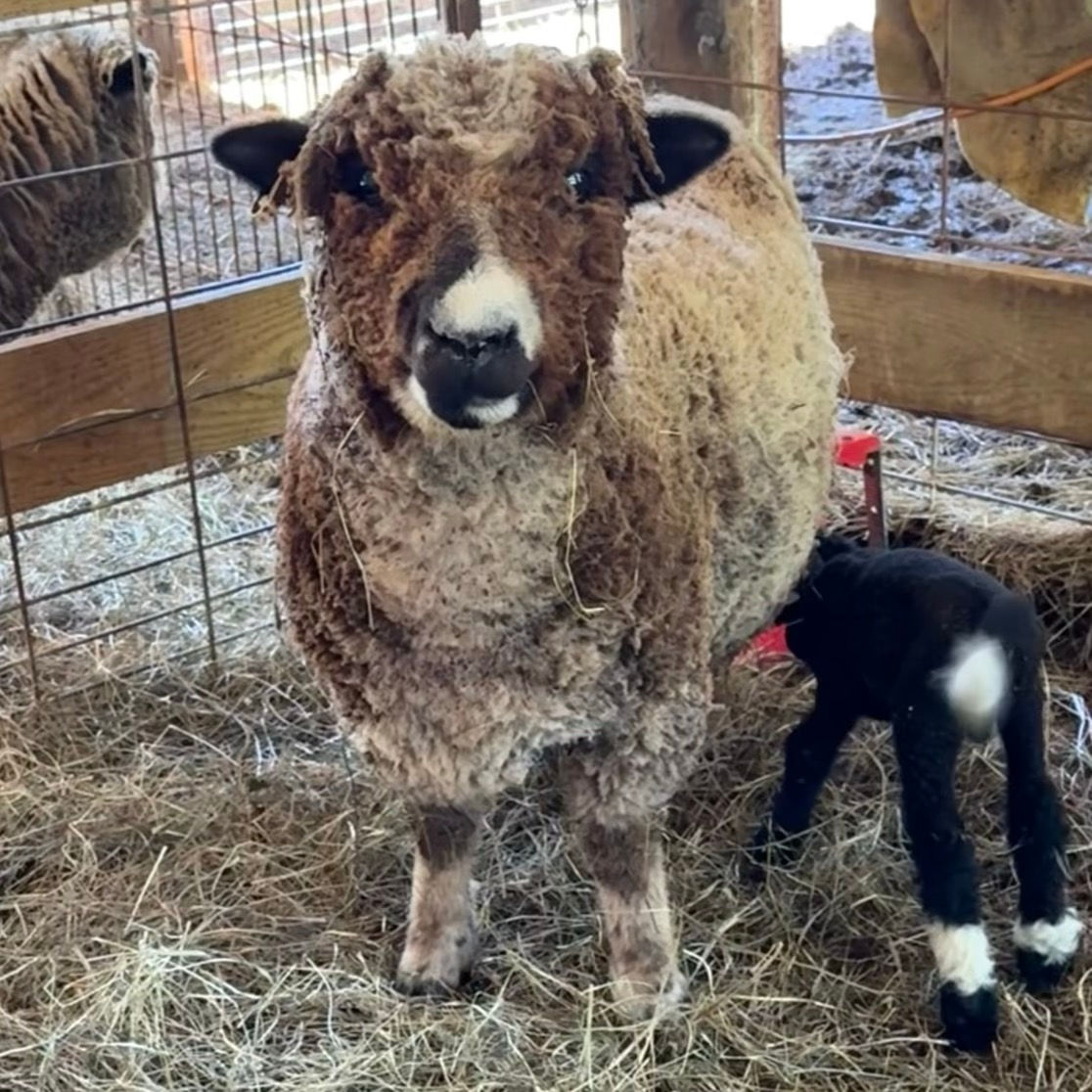 #BQR214 Born 4/2/25 black with white ram 1/2 babydoll 1/2 miniharlequin