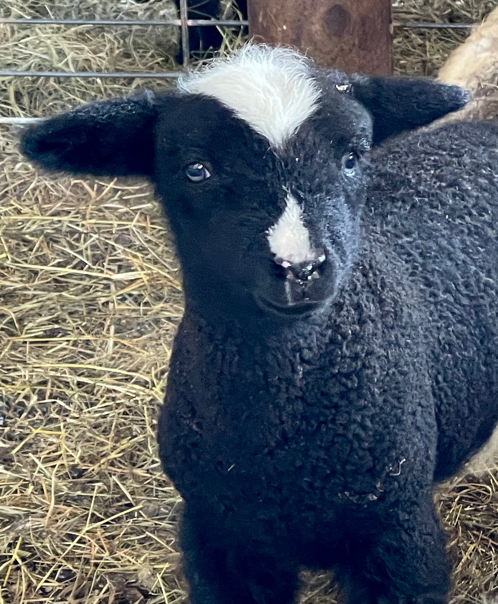Thumbnail: #BQR183 Born 2/1/25 black with white markings ewe lamb ,3/4 harlequin 1/4 babydo