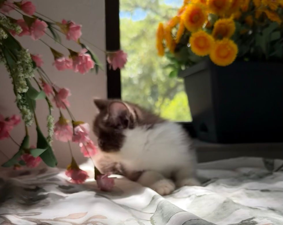 Thumbnail: #ESH63143 Exotic Shorthair Boy, chocolate & white born 4/3/26