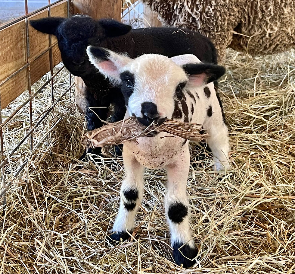 Thumbnail: #BQR182   Ram white with black spots born 3/5/24, mom Victoria Harl / sire BQ 