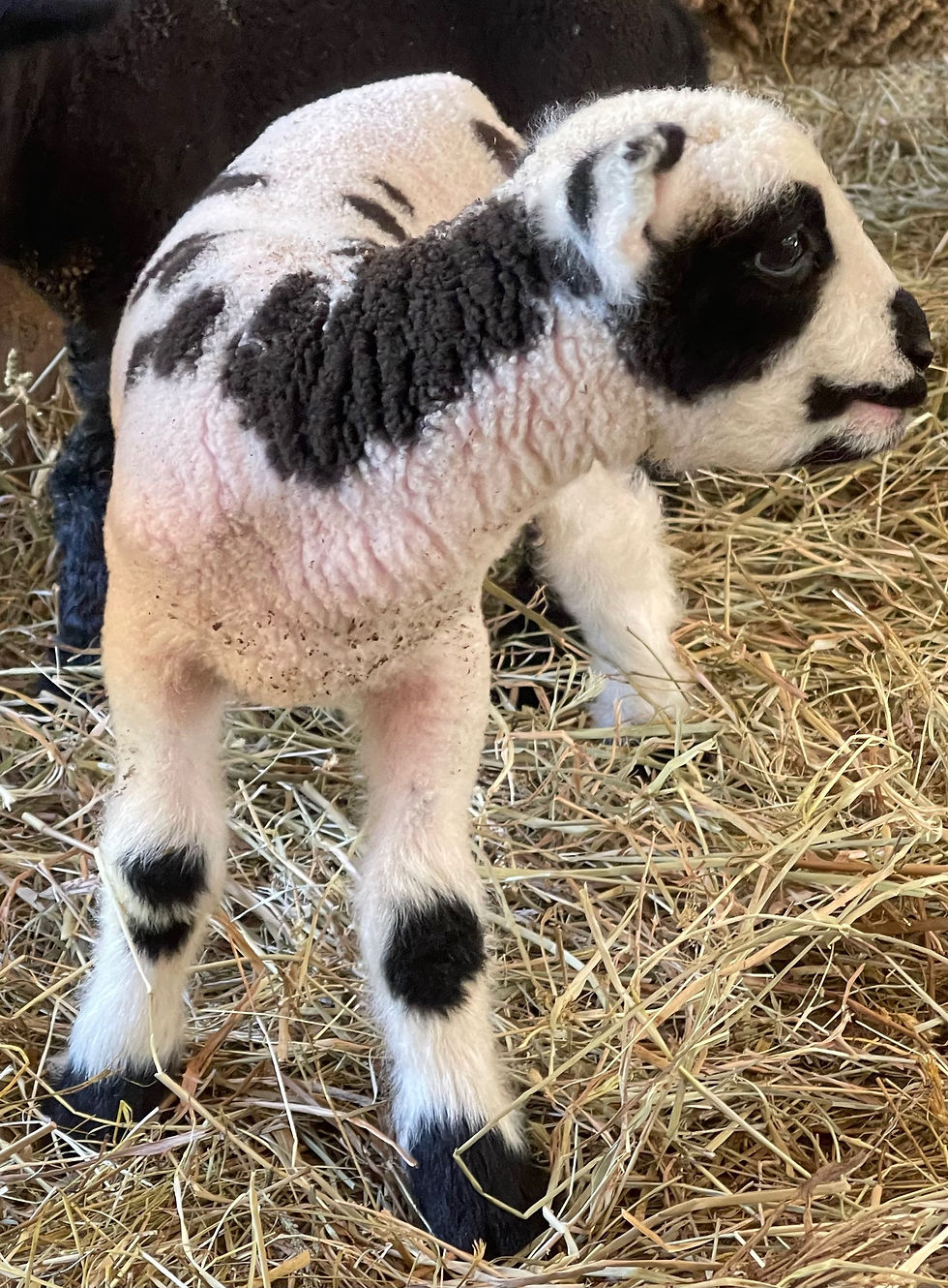 Thumbnail: #BQR182   Ram white with black spots born 3/5/24, mom Victoria Harl / sire BQ 