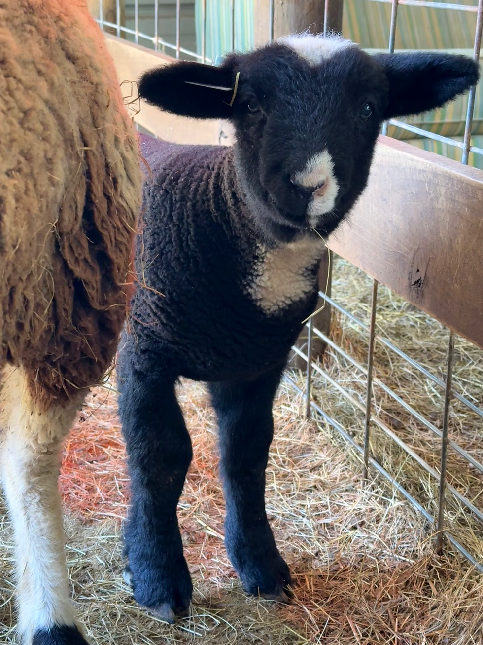 Thumbnail: #BQR212 Born 2/21/25 Spotted Babyquin Ram 1/4 babydoll 3/4 miniharlequin 