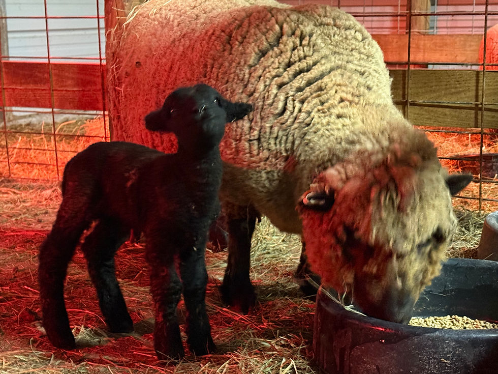 Thumbnail:  #BQR213 Babyquin Black ram lamb ,born 1/29/26 