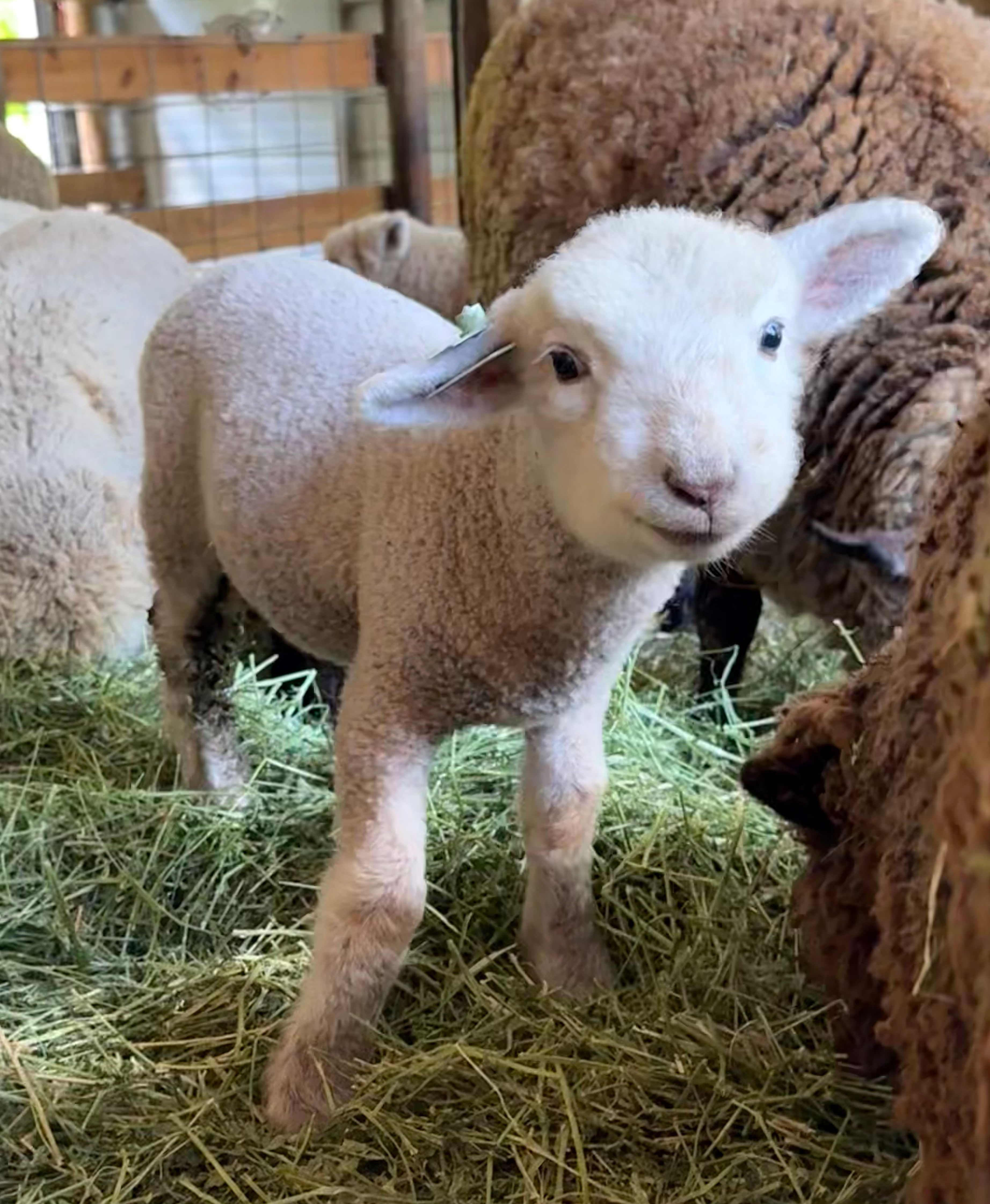  #BQR234 Babyquin white ram lamb , blue eye carrier born5/8/26