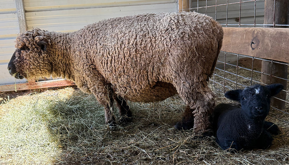 Thumbnail: #BQR226   Babyquin Black ram with white spots born 2/11/26