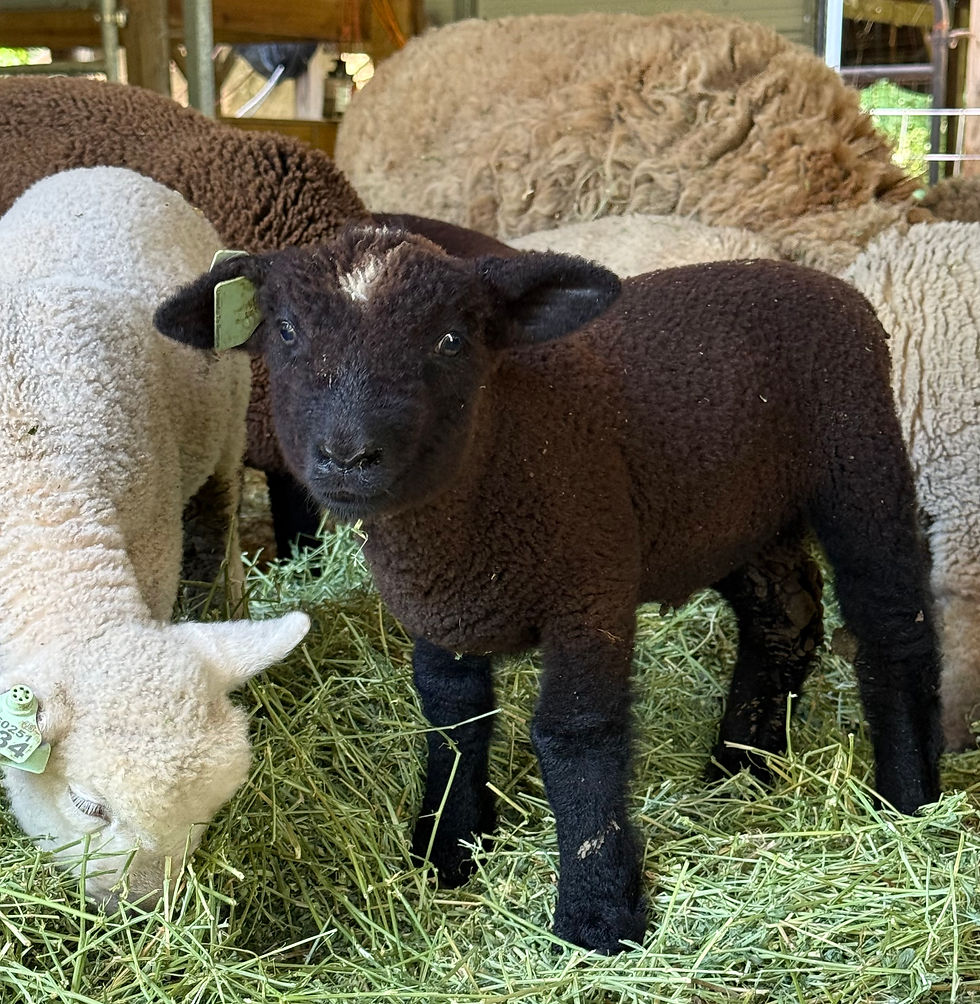 Thumbnail:  #BQR235 Babyquin black ram lamb , blue eye carrier born5/8/26