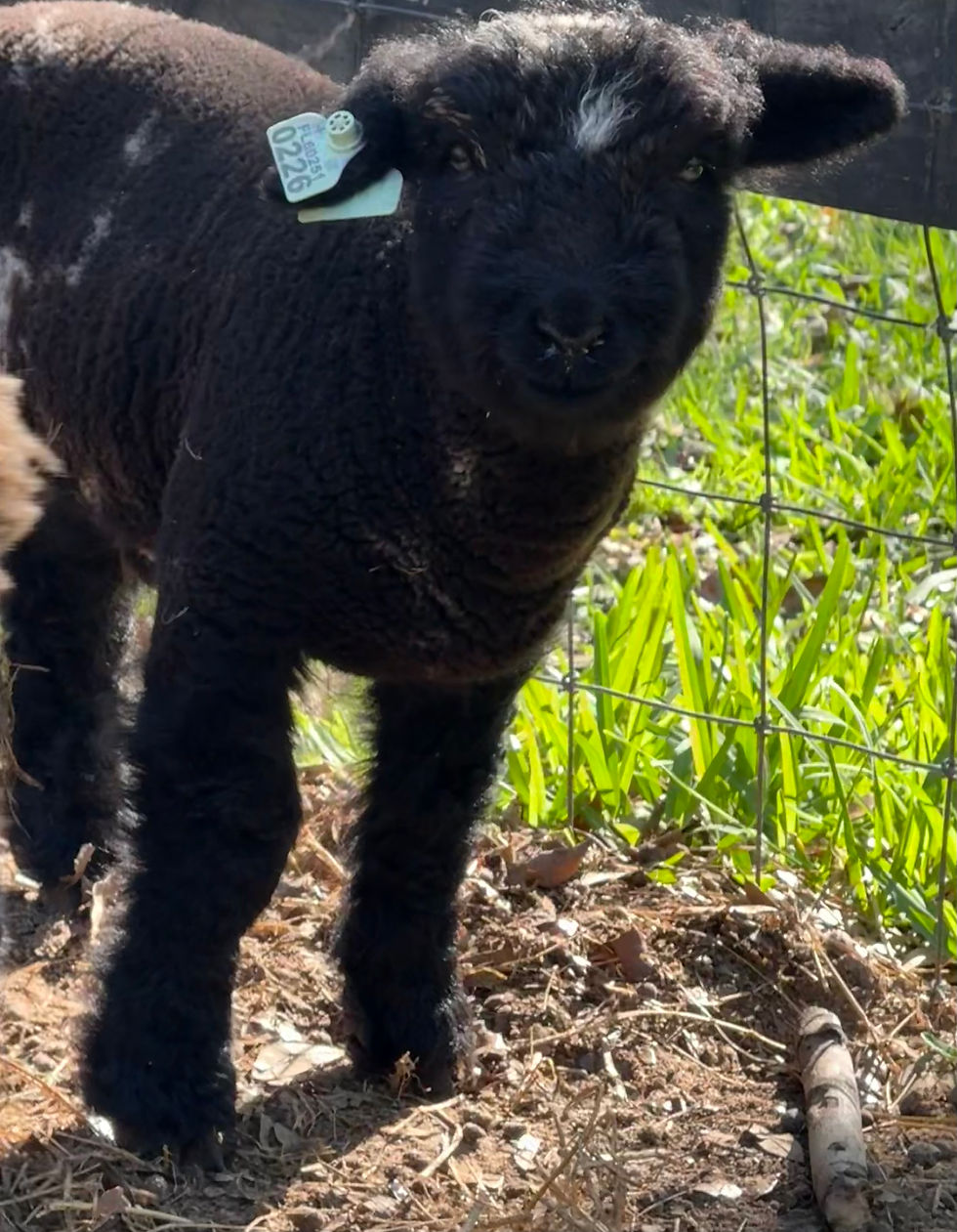 Thumbnail: #BQR224 Babyquin Black Ram , blue eyes and spot carrier, born 2/24/26 