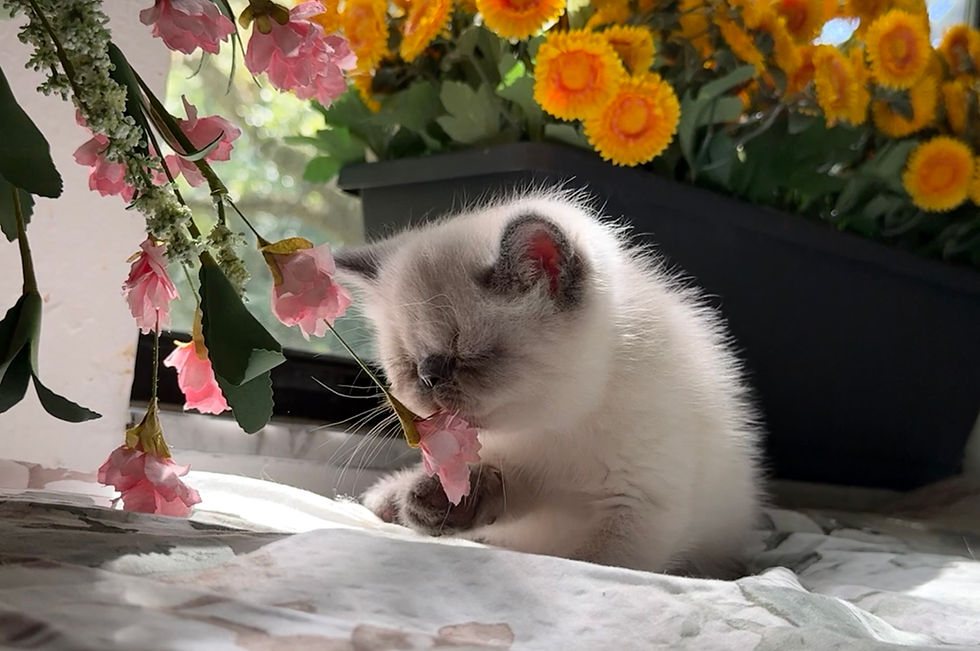 Thumbnail: #ESH6431 Exotic Shorthair boy blue point, born 4/21/26