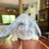 Thumbnail: #GPLC5737 Giant Plush Lop Carrierboy  , Dalmatian  VC born 5/30/25