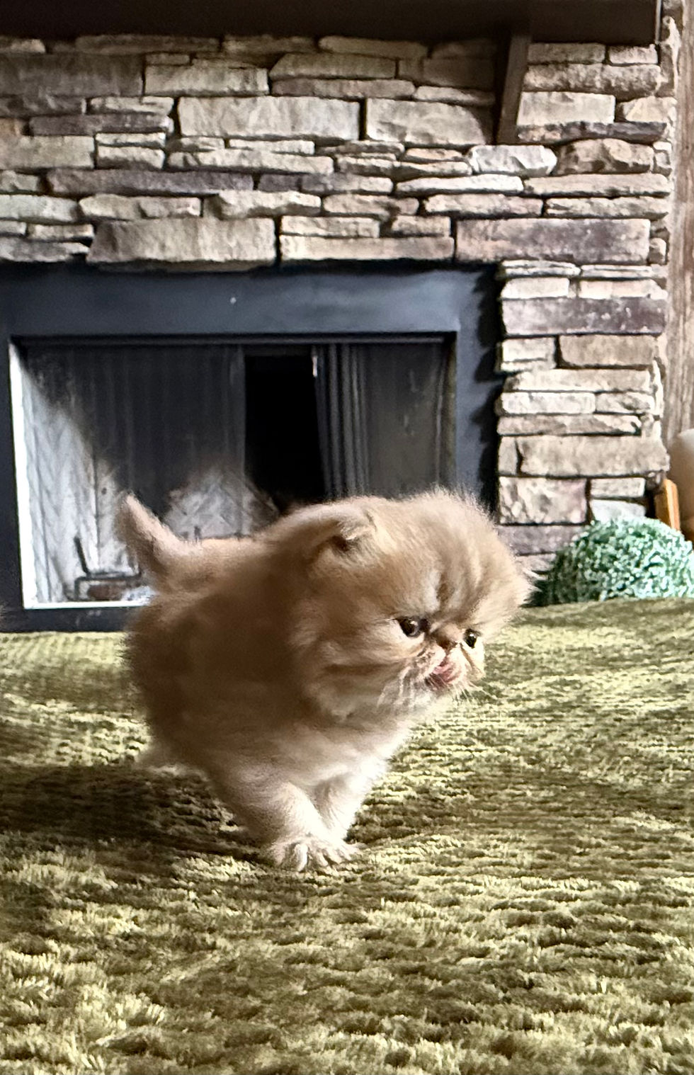 Thumbnail: #ELHG Exotic Longhair girl , chocolate tabby born 3/14/26
