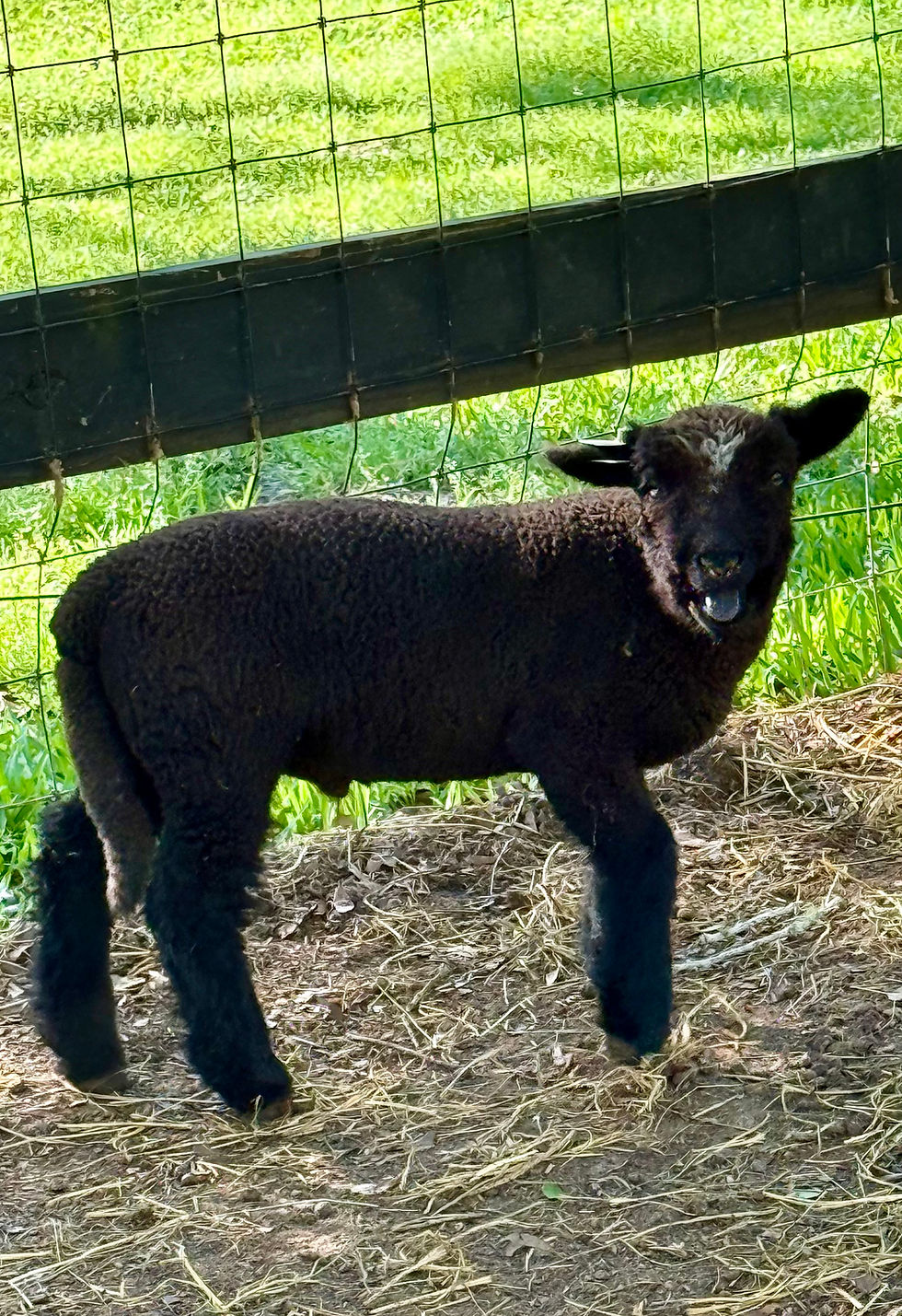 Thumbnail: #BQR223 Babyquin black ram lamb with white spot , spotted carrier, born 2/13/26