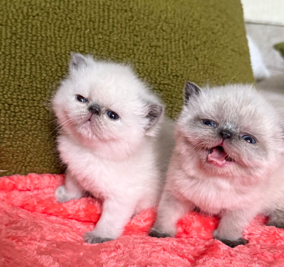 Thumbnail: #ESH6434 Exotic Shorthair girl, blue point born 4/21/26