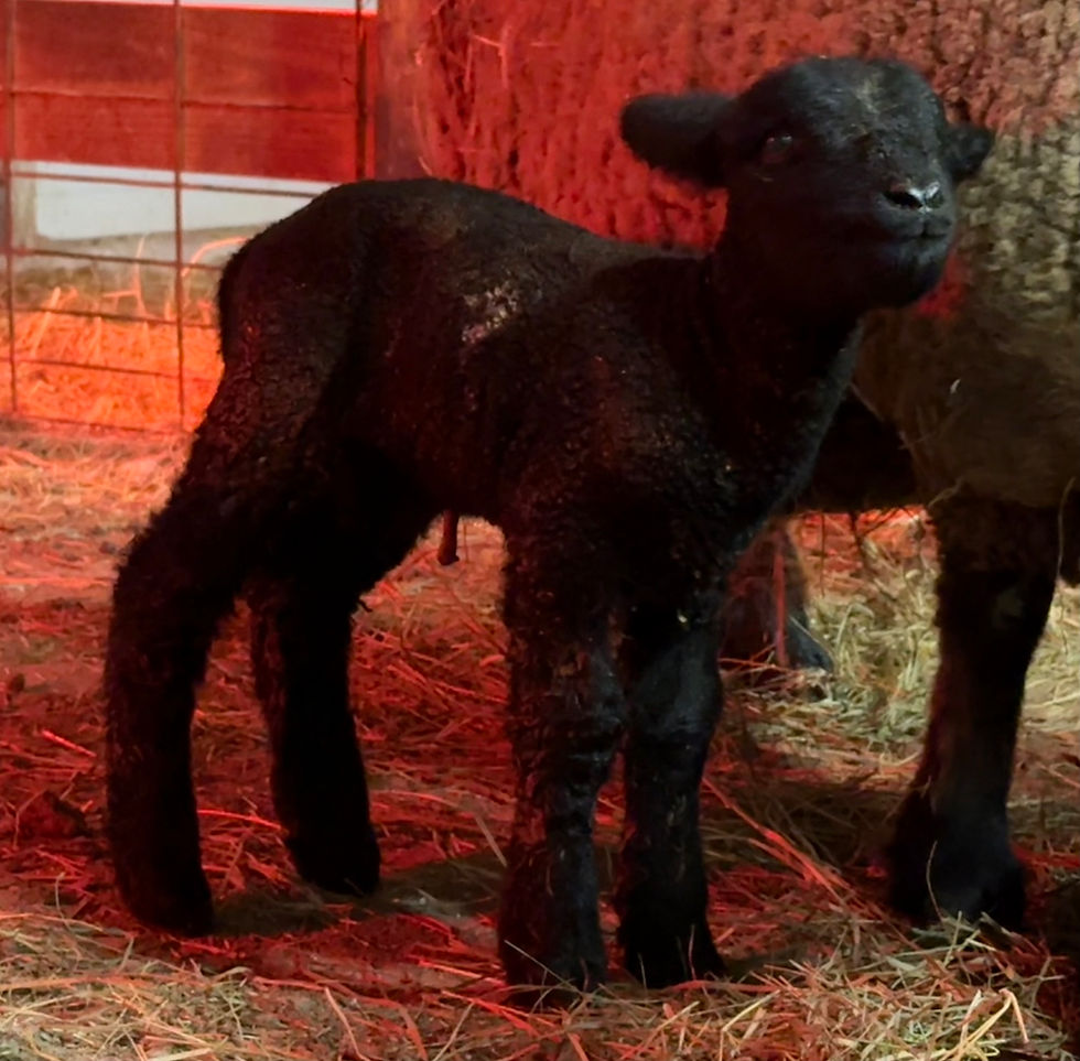 Thumbnail:  #BQR213 Babyquin Black ram lamb ,born 1/29/26 