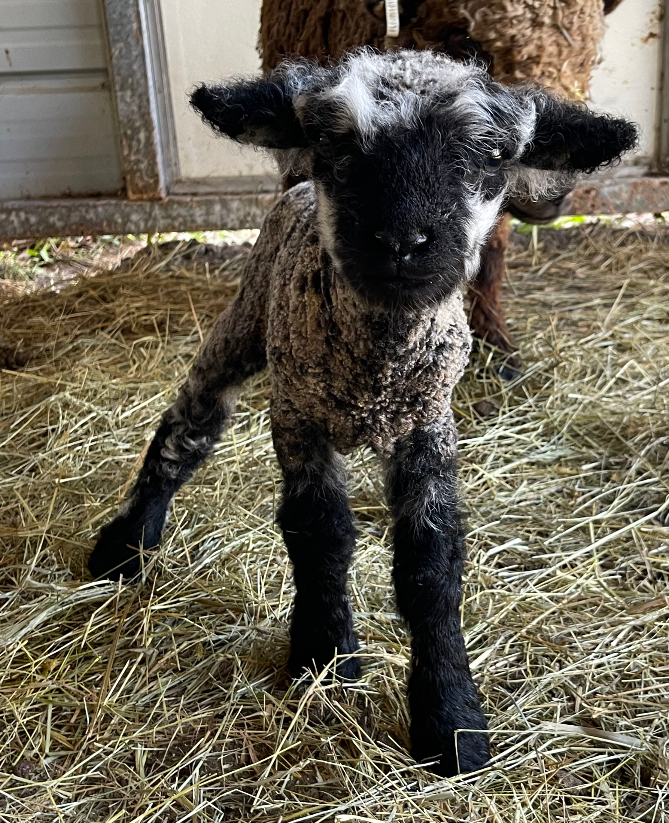 #BQR186 born 2/1/25, black with white spots ram lamb, 3/4 babydoll 1/4 miniharl