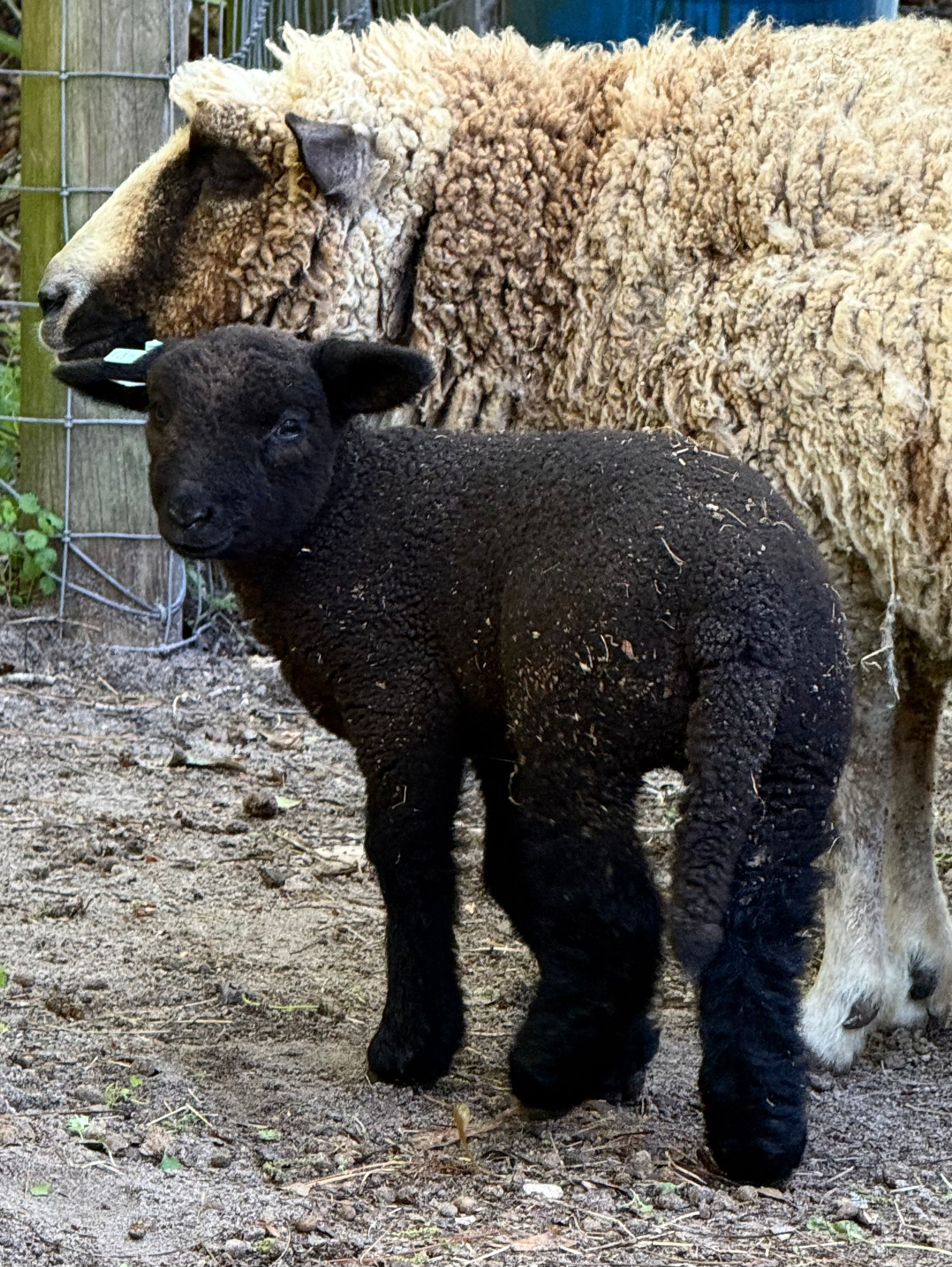 #BQE225 Babyquin Black ewe, spot carrier ,born 2/25/26