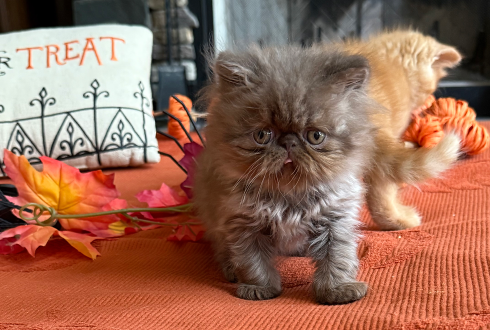 Thumbnail: #ELH57233 Exotic Longhair Boy, Chocolate born 7/23/25
