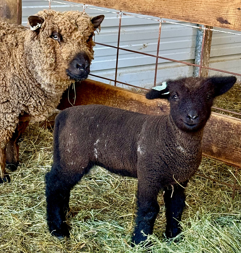 Thumbnail:  #BQE219 Babyquin twin black with white ewe, born 2/6/26