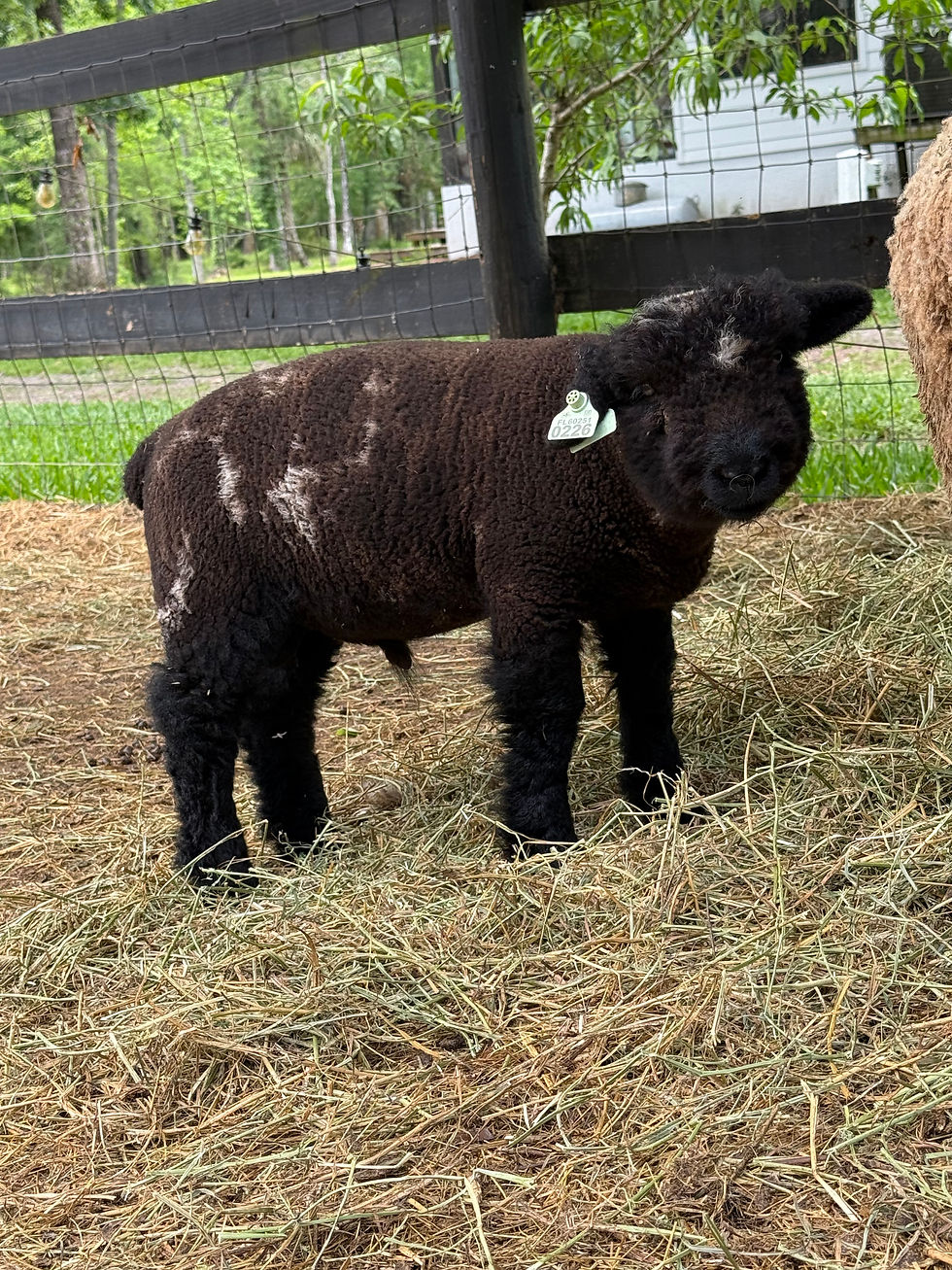 Thumbnail: #BQR226   Babyquin Black ram with white spots born 2/11/26