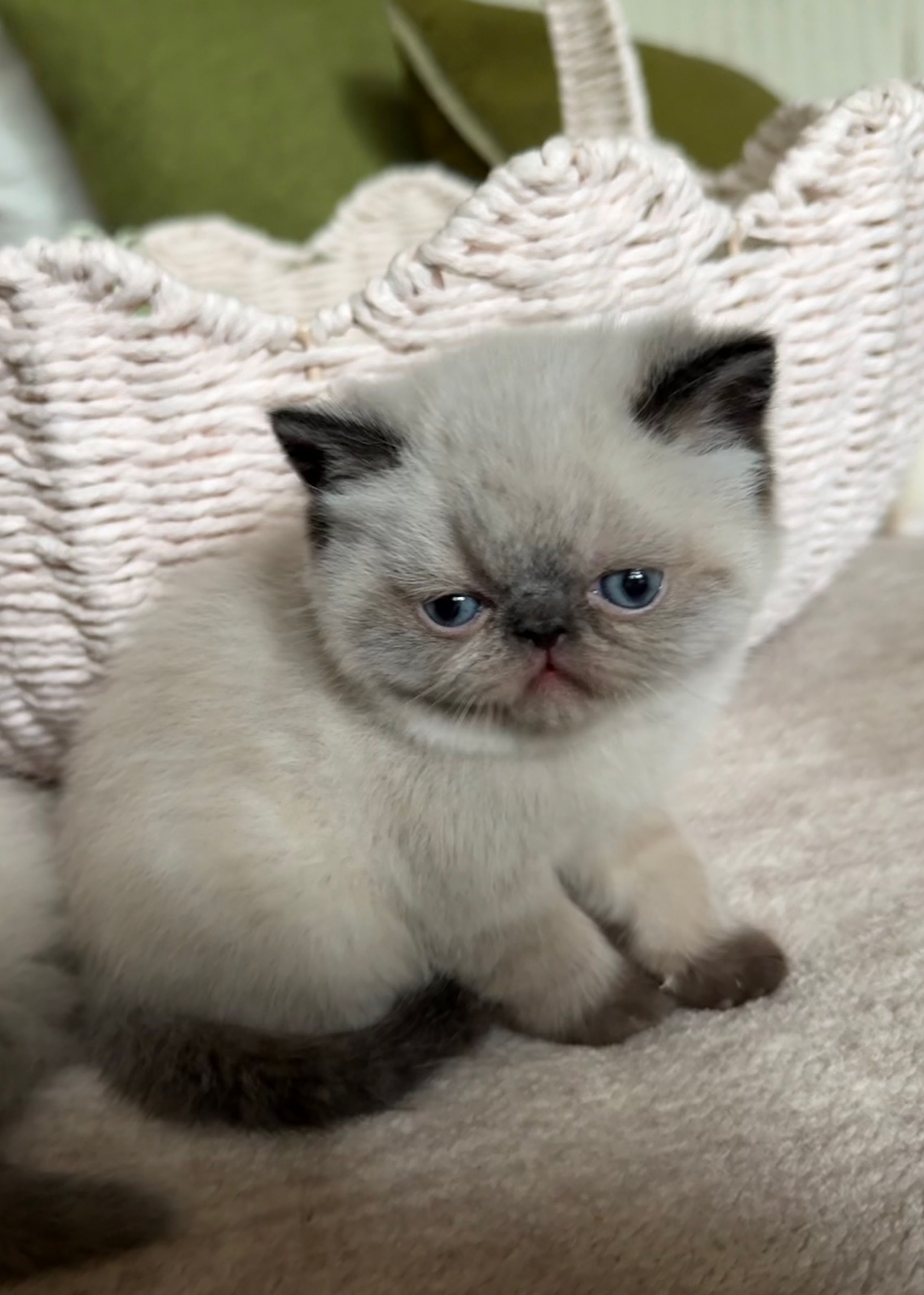 #ESH6433 Exotic Shorthair girl, seal point born 4/21/26