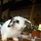 Thumbnail: #MPC5935 MiniPlush carrier girl, broken chestnut , born 7/10/25