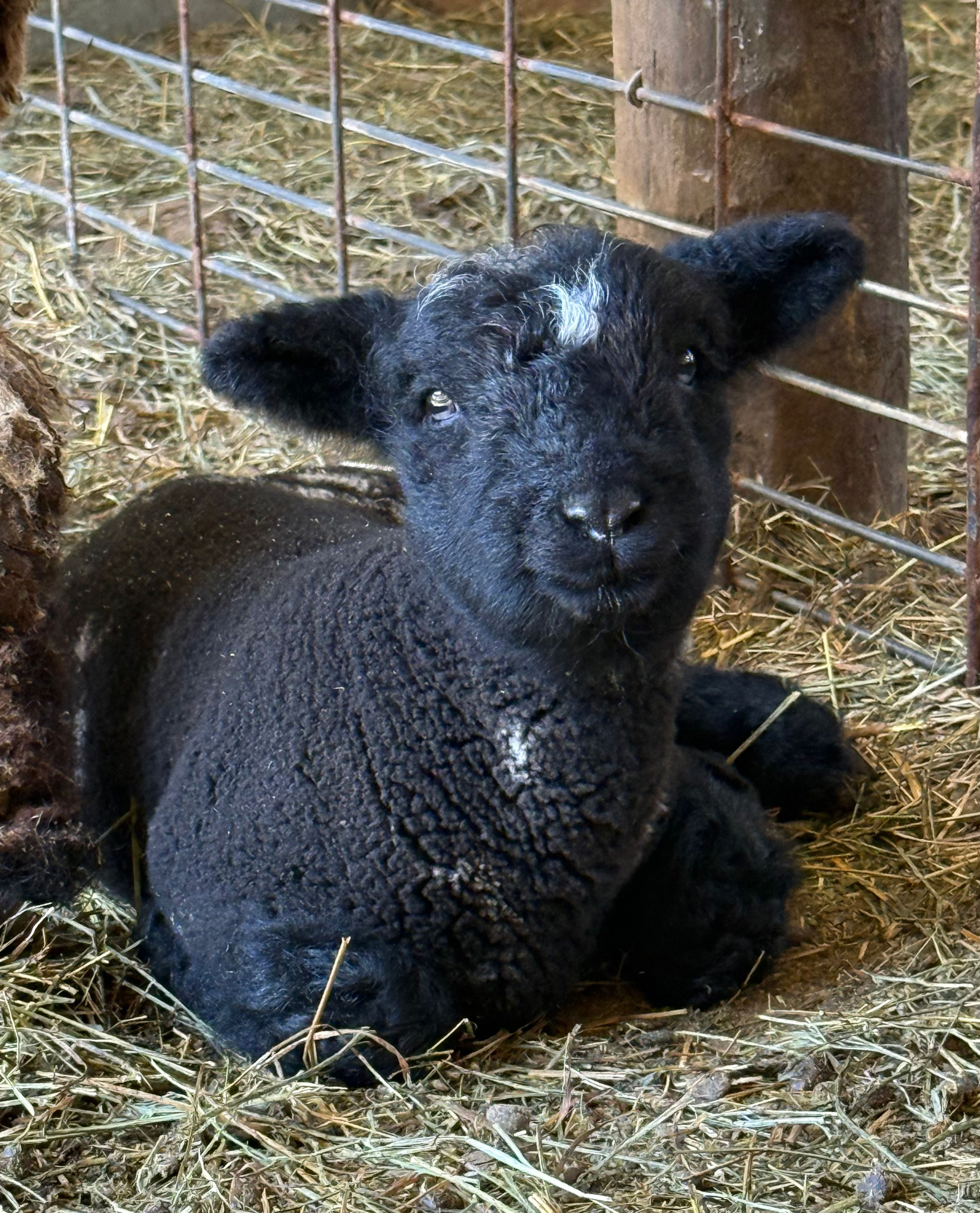 #BQR226   Babyquin Black ram with white spots born 2/11/26