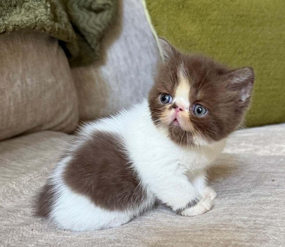 Thumbnail: #ESH63141 Exotic Shorthair Girl, chocolate & white , born 3/14/26