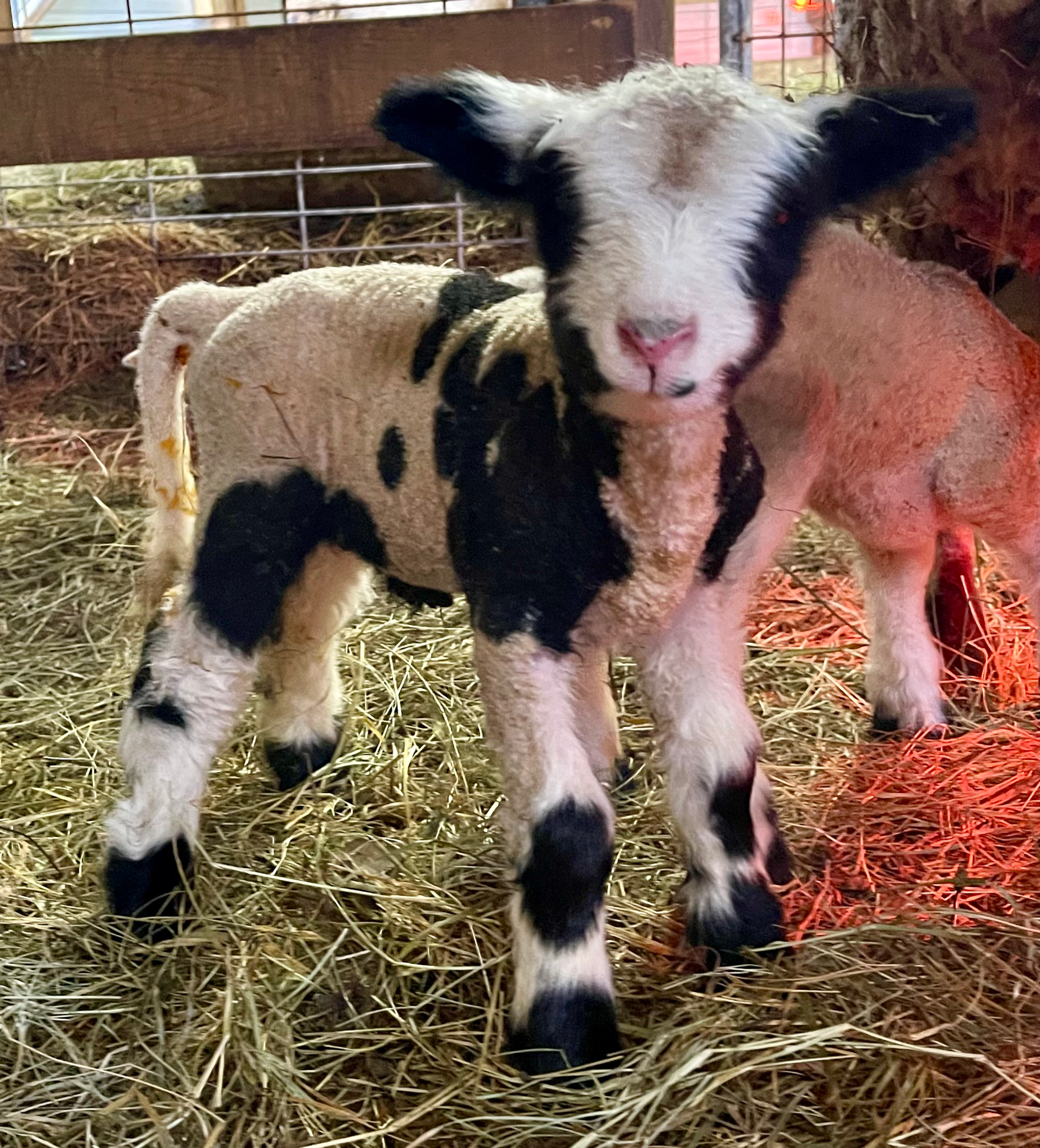 #BQR211 Born 2/17/25 Spotted Babyquin Ram 1/4 babydoll 3/4 miniharlequin 