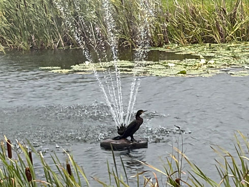 IMG_7004.jpeg