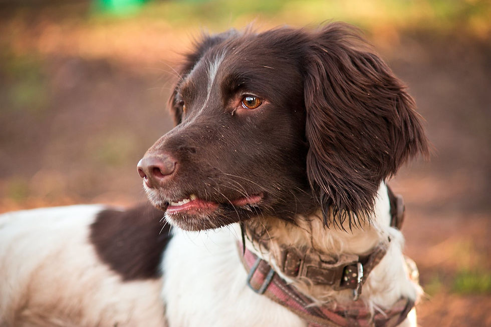 Brown and white spaniel dog portrait. Close up of head looking left off camera standing in a muddy field.