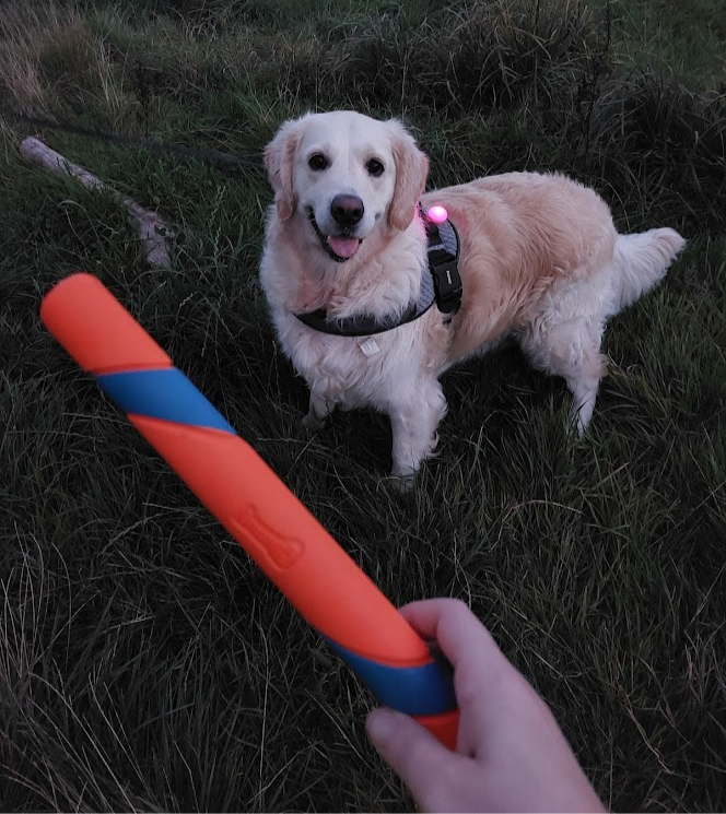 Golden Retriever, excitedly staring up at the camera and hand holding a blue and orange dog toy stick waiting for it to be thrown.