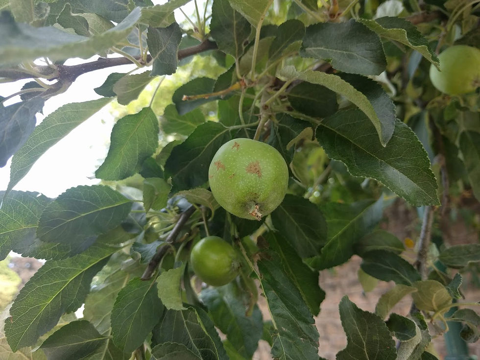 Close up of green apples on a tree.