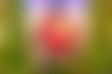 Becoming Johnny Appleseed - Planting Seeds of the Violet Flame – part II