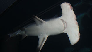Unveiling Rarity: Exploring the First Smooth Hammerhead Shark Nursery in the Galápagos.