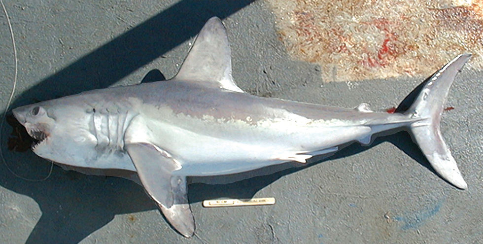 A dead porbeagle shark