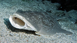 Hunting The Angel Shark, One of the World's Most Elusive Sharks with Advanced Technology - eDNA