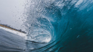 Surfing Fearlessly: The Uncharted Waters of Shark Perception Among Surfers