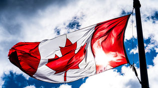 Canadian Fishery Officers Unearth 3,000 Illegally Held Shark Fins