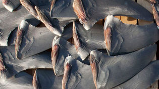 Rising Shark Deaths Challenge Conservation Efforts Amid Global Anti-Finning Laws