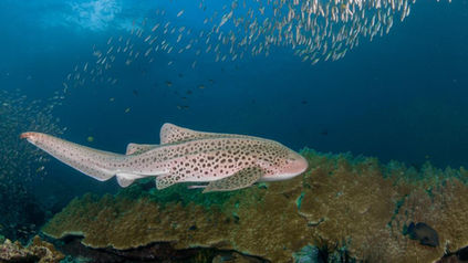 Protecting Sharks: Should Non-Reef Safe Sunscreens be Banned?