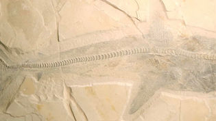 Facing Extinction: Lessons from Prehistoric Sharks for the Conservation of Apex Predators