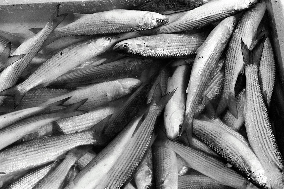 Pile of dead fish