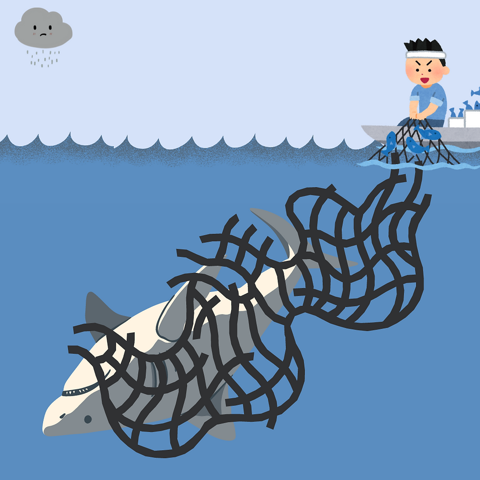 a graphic of bycatch