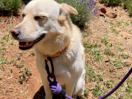 Why Upcycled Climbing Rope Makes the Best Eco-Friendly Dog Leash