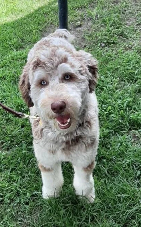 dog.webp