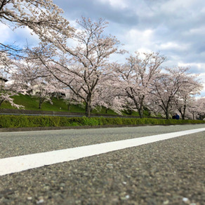花見