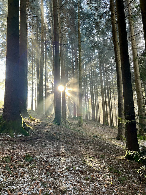 Sonne-im-Winterwald_Etzel_Dez2026.JPEG