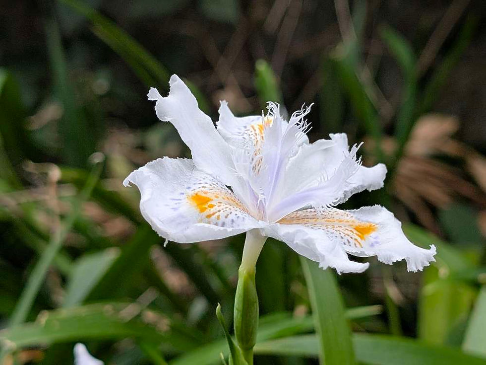 走到在真理大學，在校園裡拍的日本鳶尾花(Iris)；每年鳶尾花都在圖書館前的矮牆上盛開著，潔白燦爛奪目，真是好看。