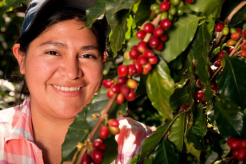 Coffee Fruit Farm Worker Stock pic_edited.jpg
